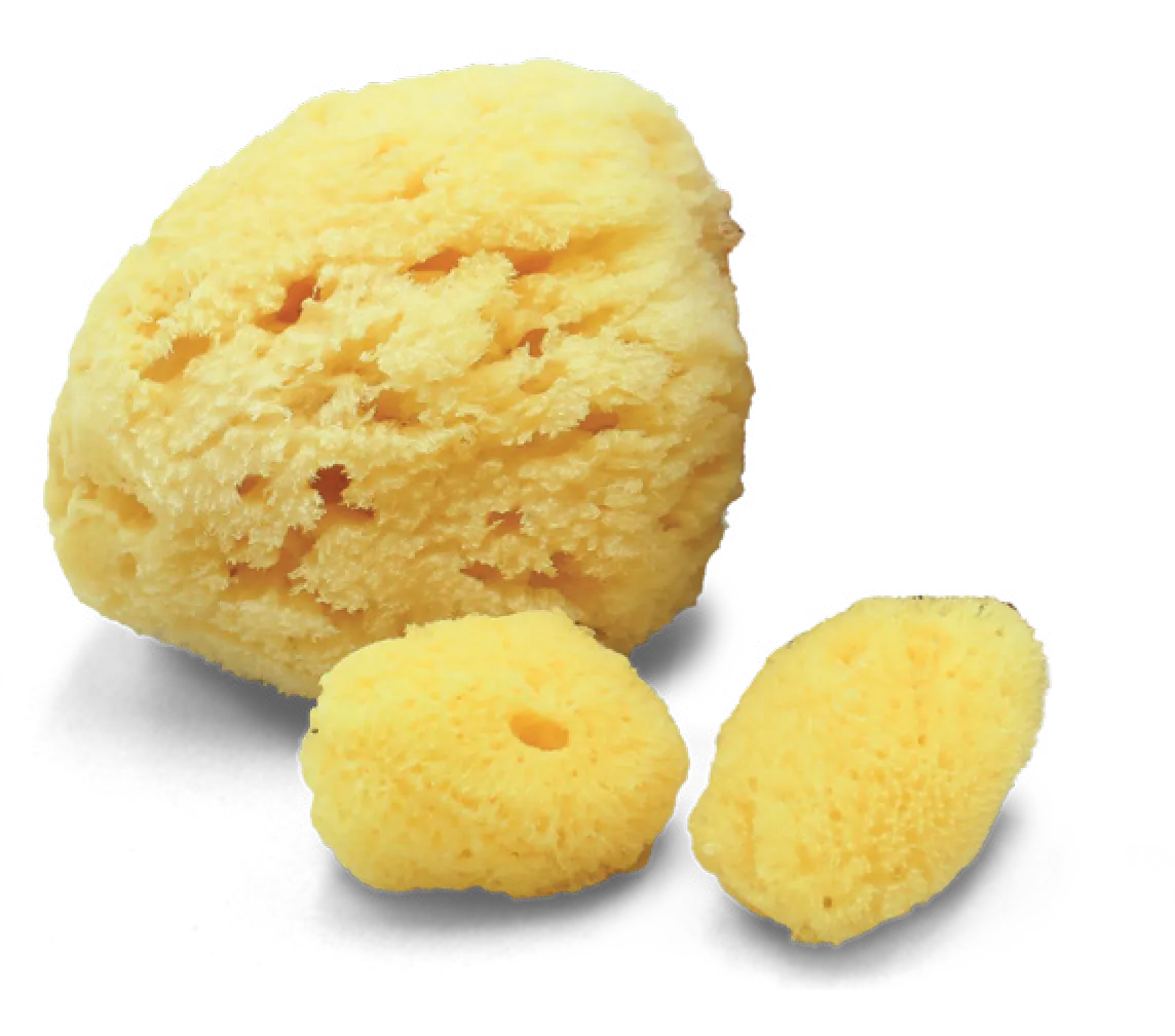 Natural sea sponges